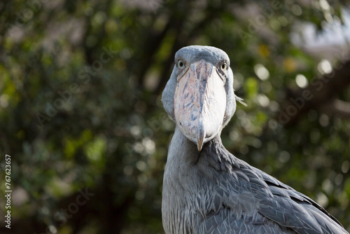 Close-up of shoebill stork. It is also known as the whalebill, a whale-headed stork. photo