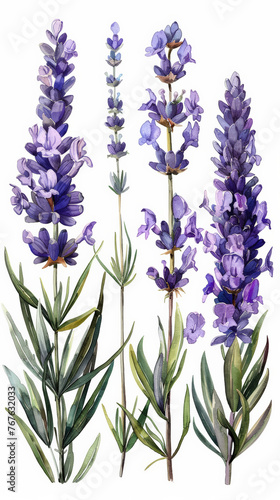 Lavender flowers isolated on a white background  flowers in watercolor style  set collection