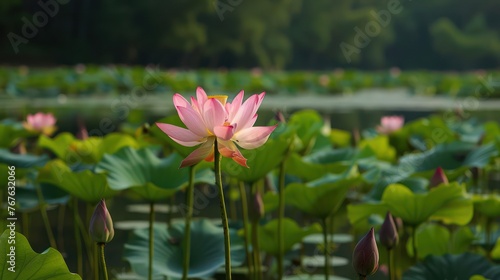 A serene capture of a vibrant pink lotus flower in full bloom  standing tall among a sea of green lily pads in a tranquil pond setting