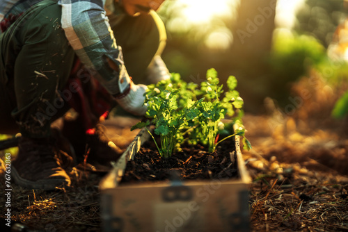 A gardener is planting coriander cuttings in a pot.