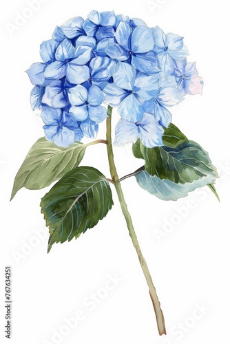 One blue watercolor hydrangea flower on white background  