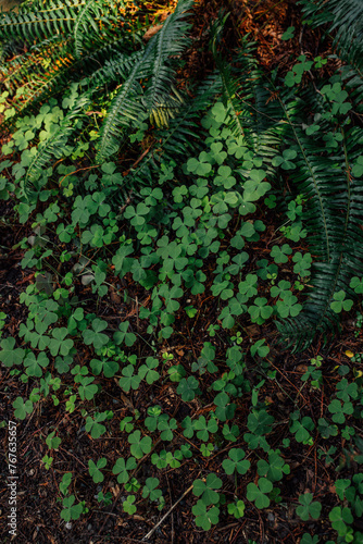 fern and clover ground cover