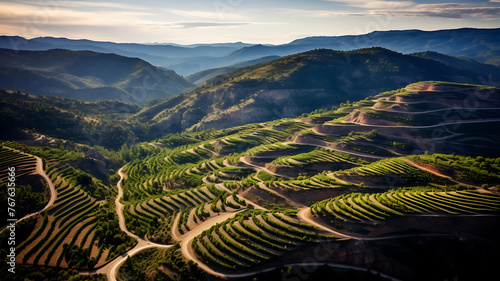 Aerial view of vineyards in Tuscany  Italy.