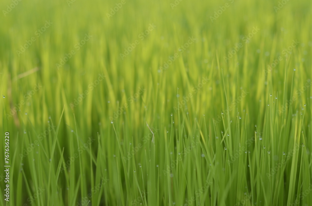 Close-up of green young rice paddy crop