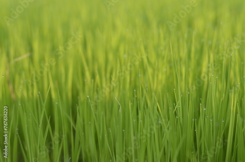 Close-up of green young rice paddy crop