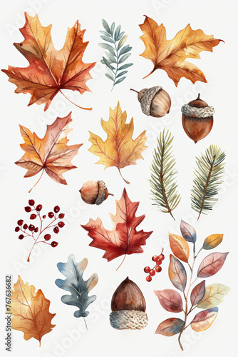 Set of fall leaves, vector watercolor illustration, maple leaf, acorns, berries, spruce branch Forest design elements Autumn illustrations isolated on white background,