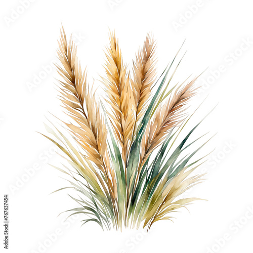 Pampas grass watercolor clipart, decoration element for scrapbook, invitation, greeting, wedding cards, editing pngs, cutout on white background, farmhouse style grass, grains