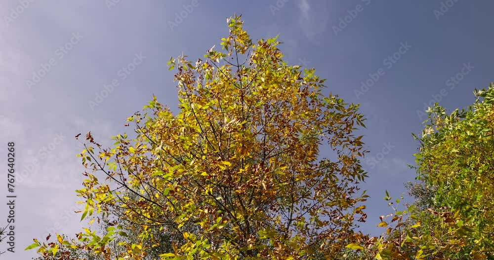 autumn changes on ash trees on a sunny day, beautiful changes in the color of ash foliage in the autumn season autumn changes on ash trees on a sunny day, beautiful changes in the color of ash foliage in the autumn season