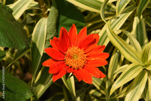 Tithonia rotundifolia in the garden.