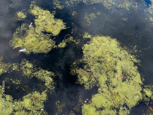 Common Duckweed (Lemna minor) on a pond in Glasgow, Scotland