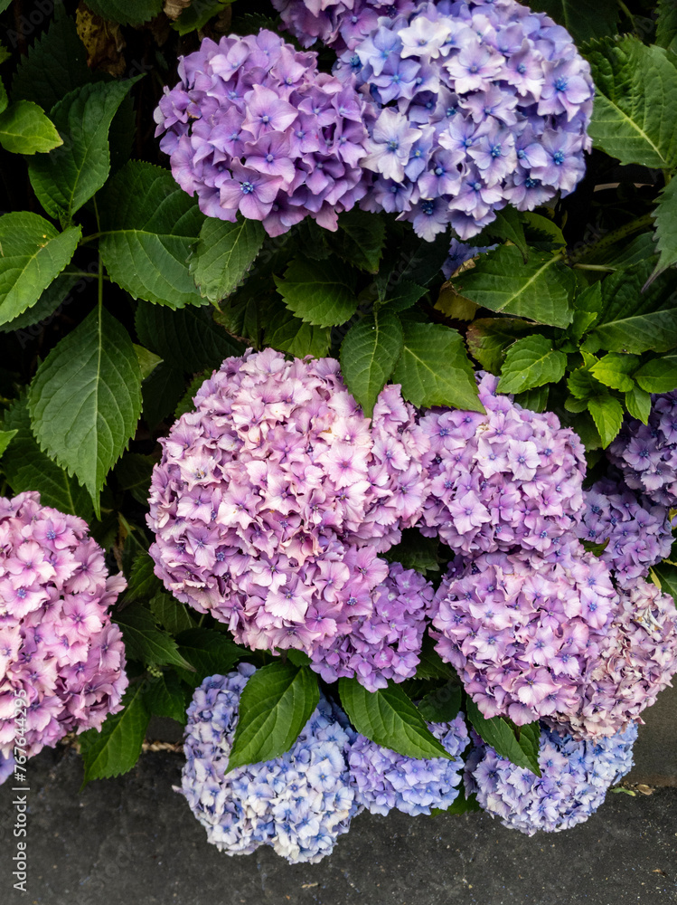 Hydrangea macrophylla in Glasgow, Scotland (bigleaf hydrangea, French hydrangea, lacecap hydrangea, mophead hydrangea, and hortensia.) Hydrangea macrophylla in Glasgow, Scotland (bigleaf hydrangea, French hydrangea, lacecap hydrangea, mophead hydrangea, and hortensia.)