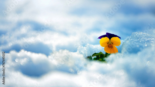 Fototapeta Naklejka Na Ścianę i Meble -  flower and sky