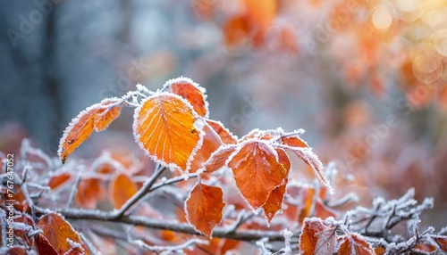 "A Tapestry of Frost and Color: Captivating Beauty in Early Winter's Embrace"