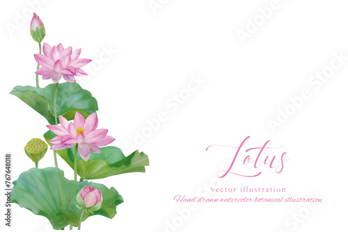 水彩手書きの蓮の花と葉の素材