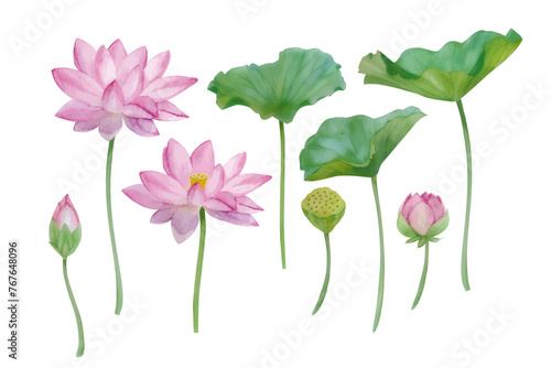 水彩手書きの蓮の花と葉の素材