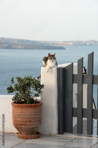 Grey and white cat on a wall in Santorini island in Greece with blue sky and sea background. High quality photo photo