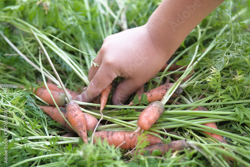 Carrots with leaves in a child's hand. Harvest , gardening