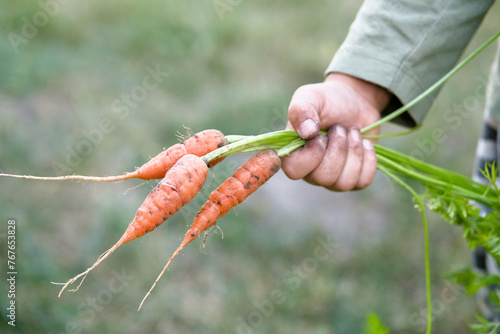 Carrots with leaves in a child's hand. Harvest , gardening