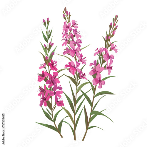 Flowers of fireweed. Rosebay willowherb. Chamaeneri