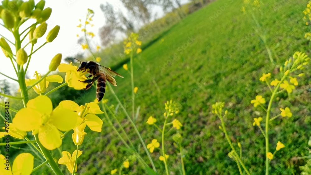 Fototapeta premium Golden Symphony - Honeybees Flutter Through Lush Mustard Fields