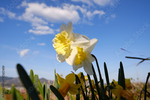 Close-up of two yellow daffodil flowers against blue sky background with clouds