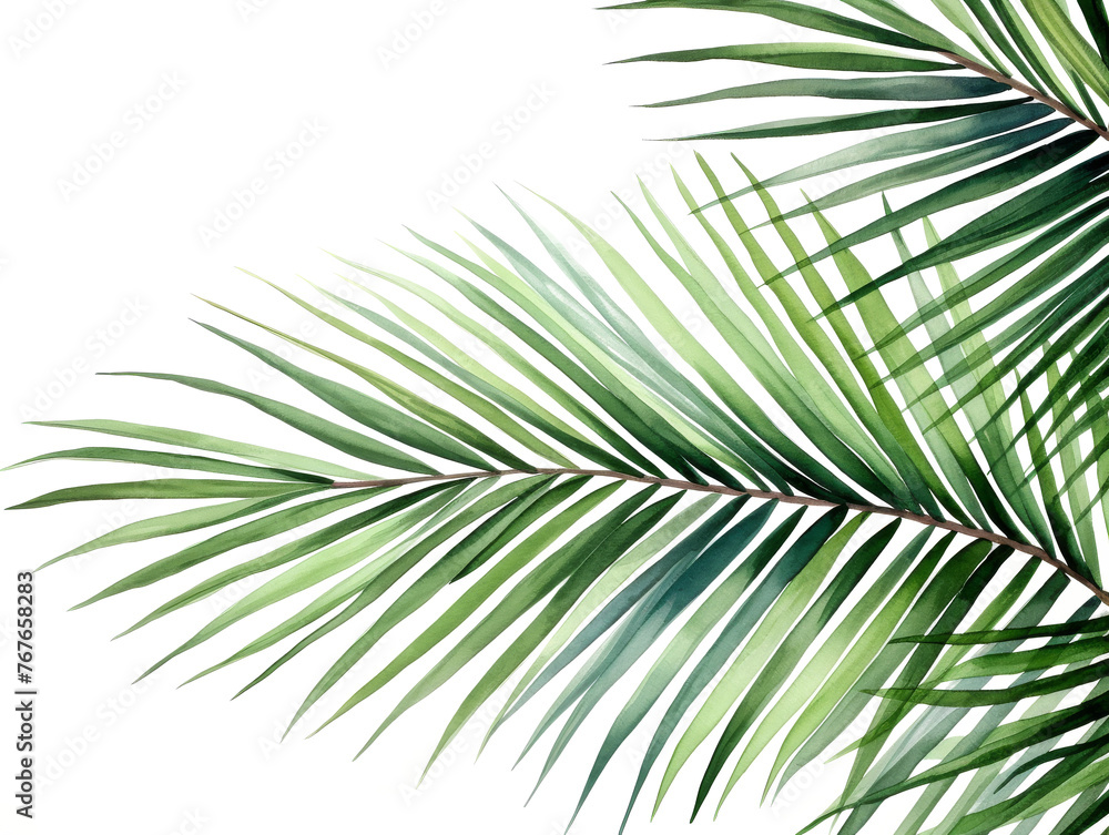 Obraz premium Watercolor coconut leaves branch clipart isolated on transparent background 