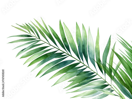 Watercolor coconut leaves branch clipart isolated on transparent background © Natawut