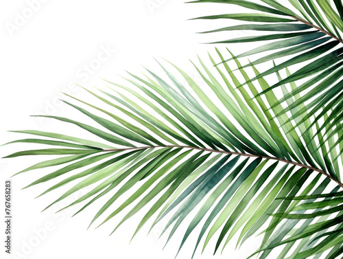Watercolor coconut leaves branch clipart isolated on transparent background  