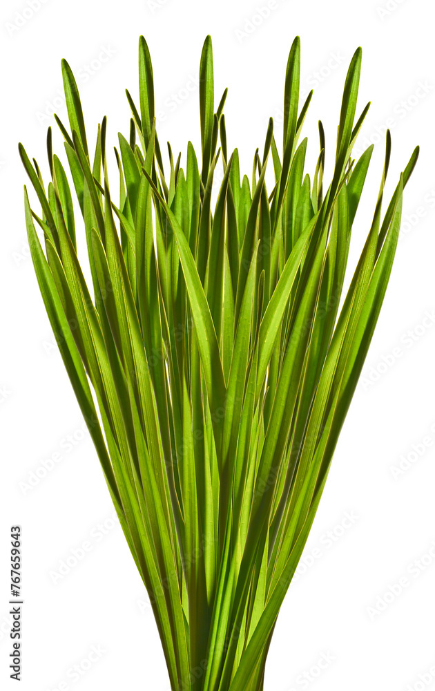 Green oblong leaves isolated on white Green oblong leaves isolated on white