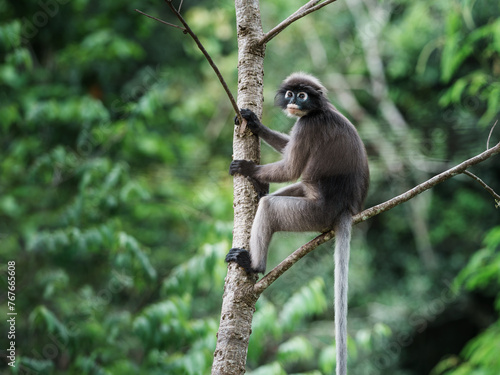 Trachypithecus obscurus monkey or lemurs, langur, ape, sitting on branch and is lonely, absentminded in forest. Kaeng Krachan National Park, Phetchaburi, Thailand. Leave free space for banner text.