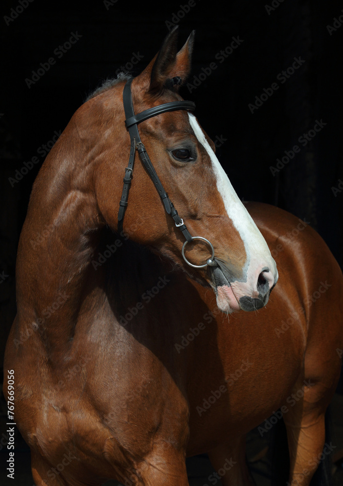 Bay purebred racehorse portrait in black background