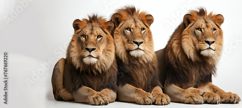 Set of lions. Isolated over white background Furious lion isolated over white background, Generative AI....