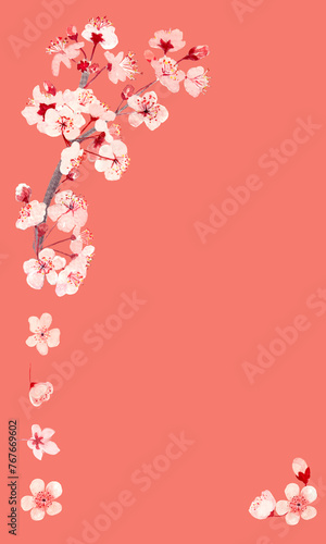 Watercolor hand drawn pink sakura flower vertical frame on peach background #767669602