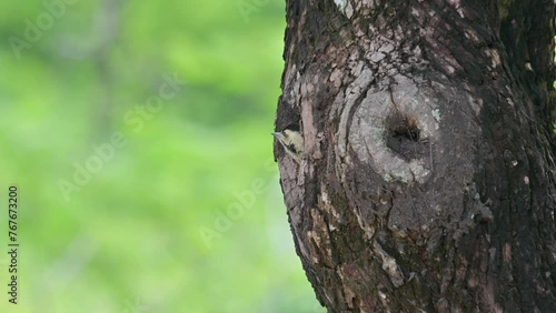 Head out of the burrow looking around, Speckle-breasted Woodpecker Dendropicos poecilolaemus, Thailand photo