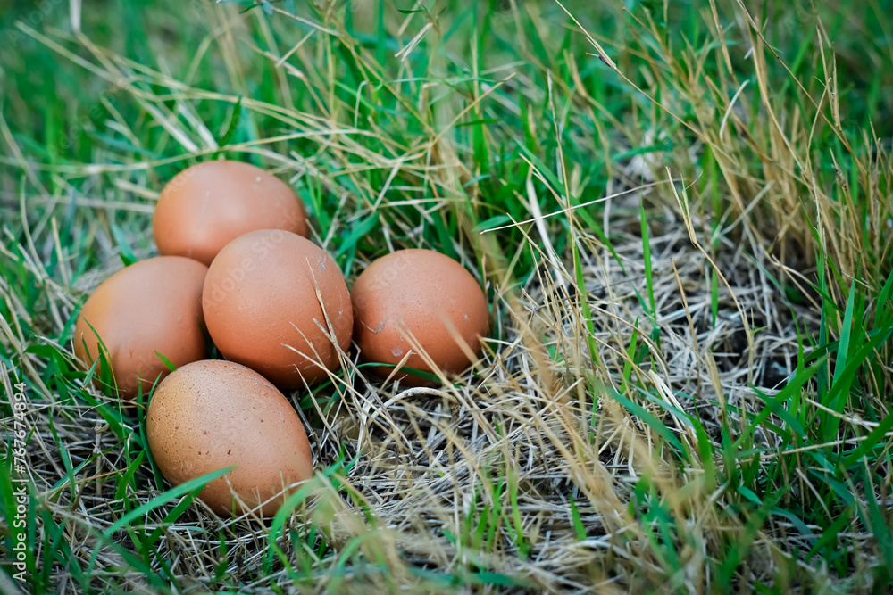 Chicken eggs on the grass Chicken eggs on the grass