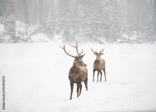 Two male red deer standing at edge of woods on a snowy day. photo