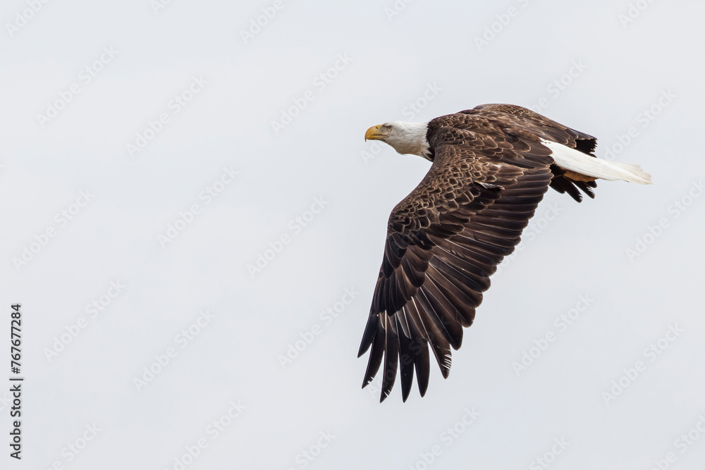 A bald eagle seen in Maryland's Eastern Shore. A bald eagle seen in Maryland's Eastern Shore.