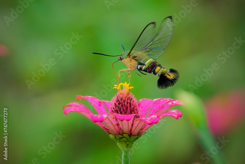 close up hummingbird moth in the garden photo