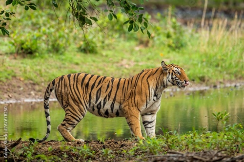 tiger in the grass 