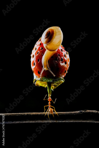 Amazing ants carry fruit heavier than their bodies photo