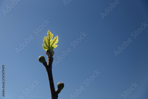 Bourgeon en floraison arbre fruiter, fond ciel bleu, printemps photo