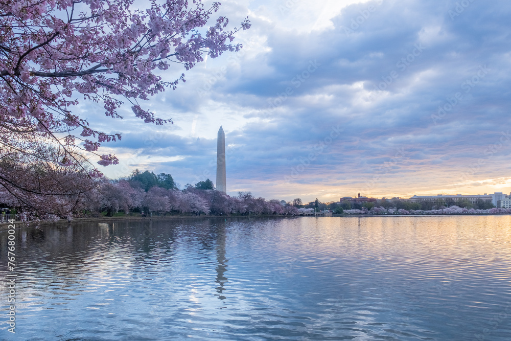 Washington Monument framed by cherry blossoms in peak bloom in W Washington Monument framed by cherry blossoms in peak bloom in W