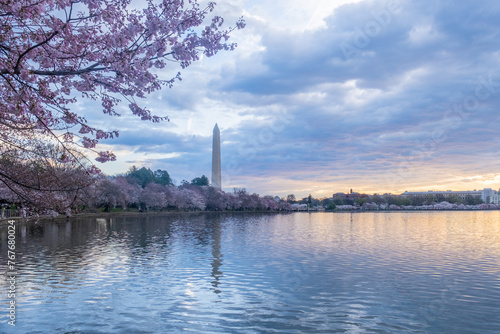 Washington Monument framed by cherry blossoms in peak bloom in W photo