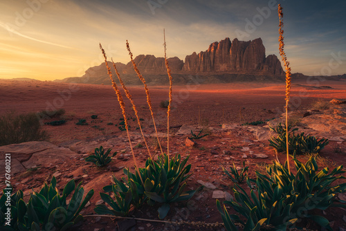 Vibrant Sunset over Sharp Peaks and Sea Squill Plants in Wadi Rum