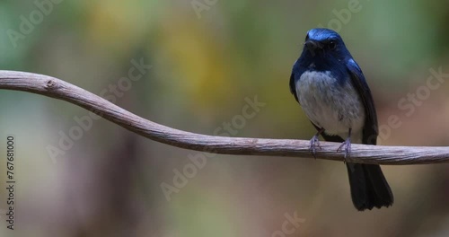 Camera zooms in while this bird is perched facing towards the camera, Hainan Blue Flycatcher Cyornis hainanus, Thailand photo