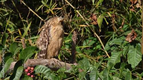 Looking to its left and then turns its head to face up to the right, Buffy Fish Owl Ketupa ketupu, Thailand photo