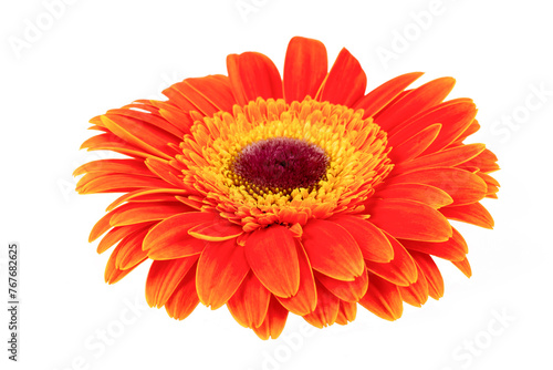 Yellow orange  gerbera flow...