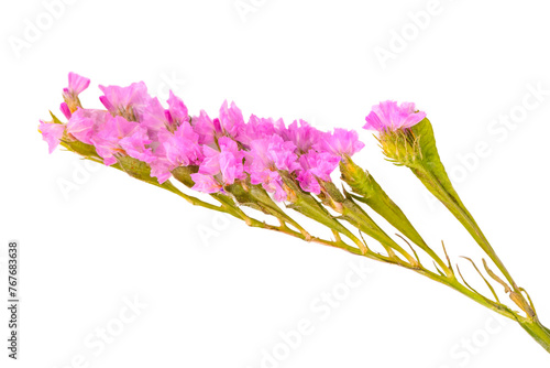 The name of these flowers is Wavyleaf sea-lavender,Statice,Limonium. Scientific name is Limonium sinuatum. photo