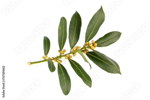 Fresh green daphne leaves - leaf on the white background