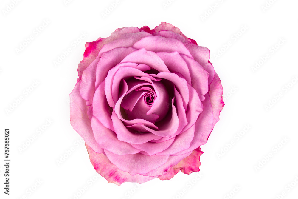 Pink rose isolated on the white background. Pink rose isolated on the white background.